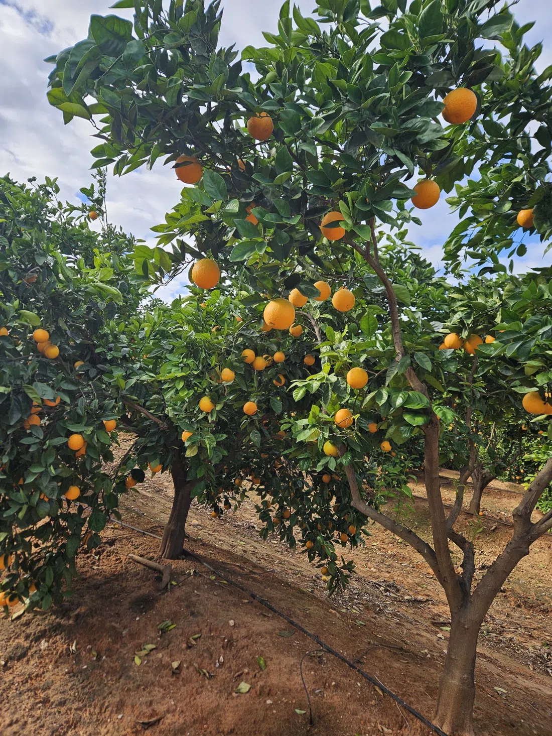 Huerto San Eusebio, Valência