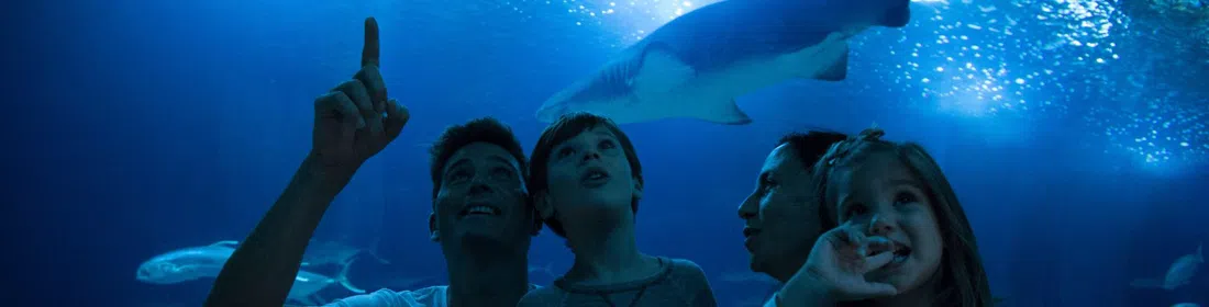 L'Oceanogràfic València, Valencia